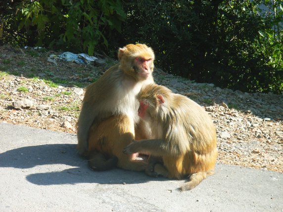 Monkeys on the TIPA Road