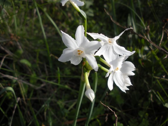 Paperwhite Daffodil